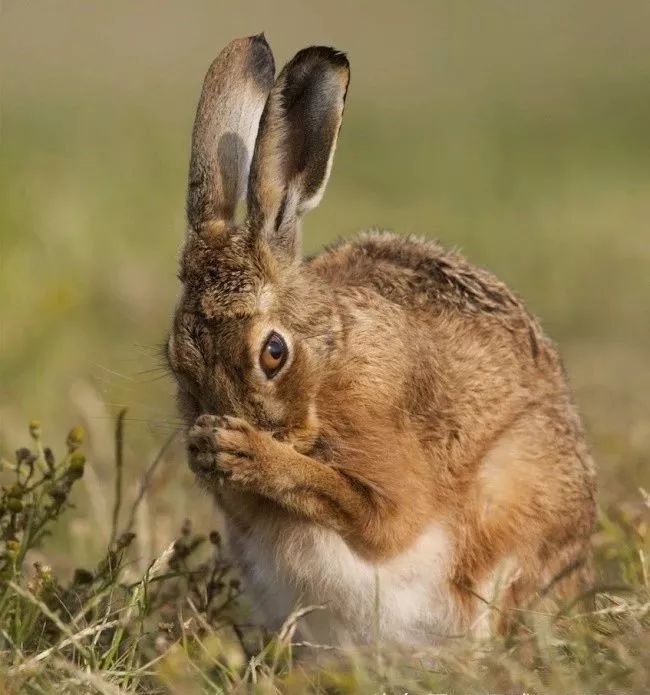 74你从未见过的100张动物孕照!看完脸都红了!