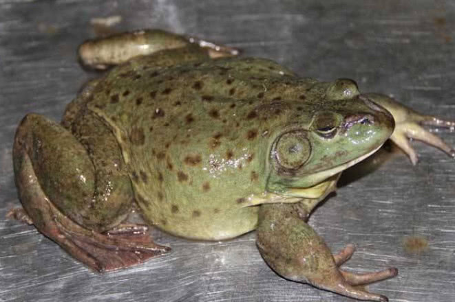 心疼这5个外来物种来到中国后都快被国人吃到濒临灭绝了