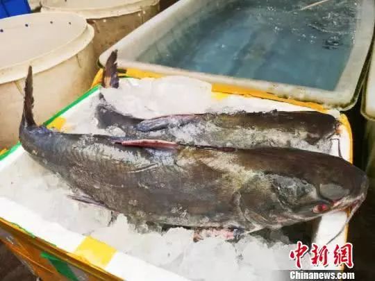 美食台山人爱焖赤鱼解乡愁现在吃最为肥美