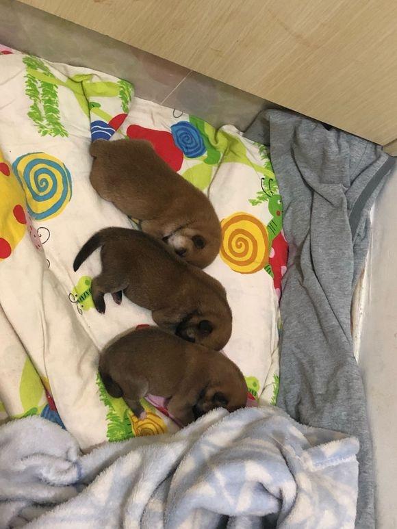 原创刚刚满月的柴犬一天一个样它们真是太可爱了