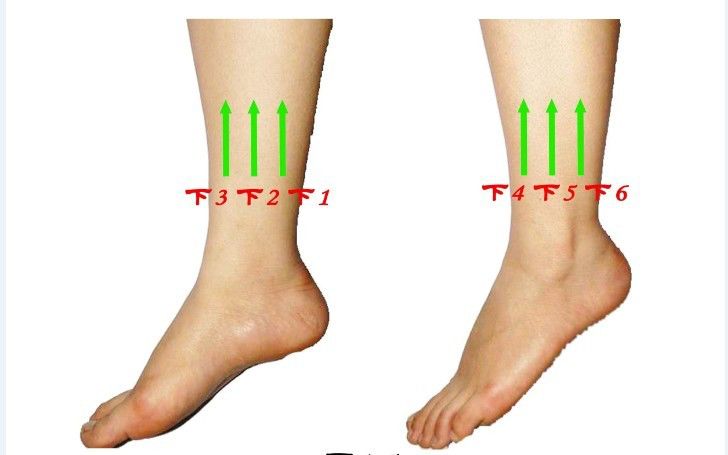 手踝的位置图片图片