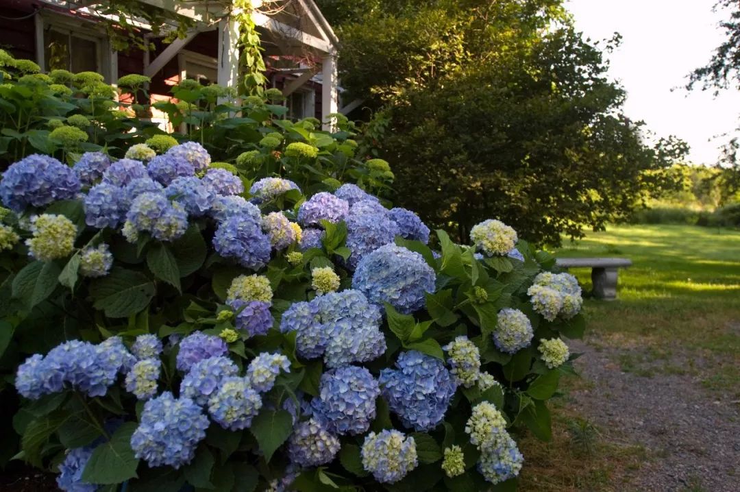 5月绣球开,这是初夏最不容错过的粉蓝花海_花园