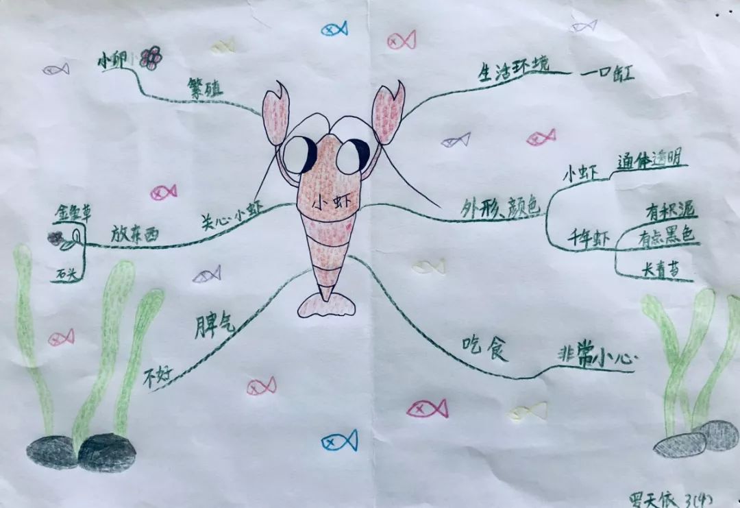 《小虾》和《松鼠》两篇文章在内容和写法上有许多相同点,教师采用