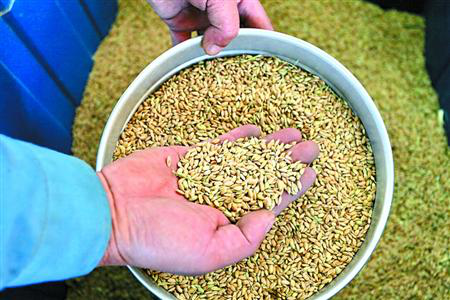 机插秧水稻育秧技术要点