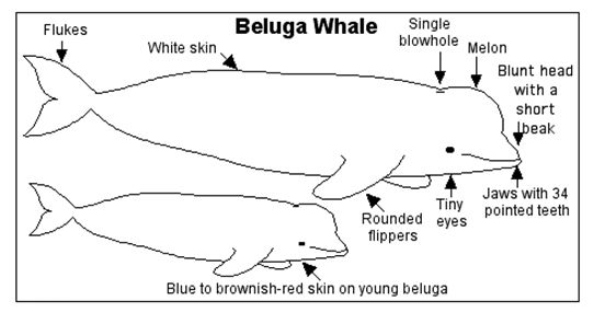 鲸鱼的身体外部结构图片