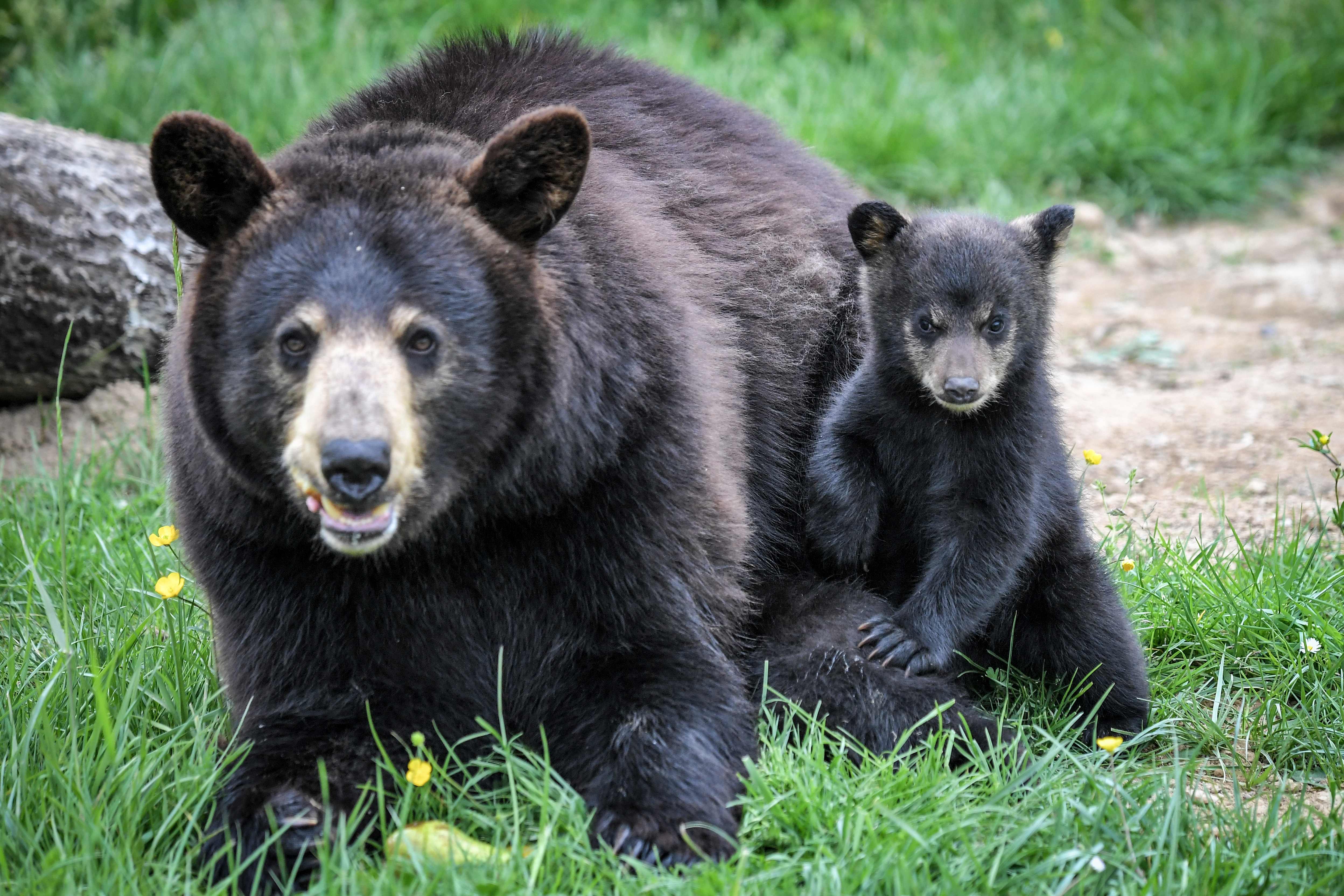 2019年5月5日5月3日,在法國西部南特附近的一個動物園,一隻美洲黑熊幼