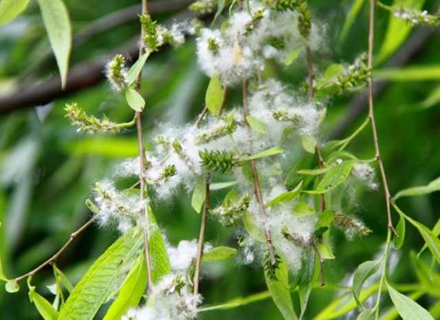 闹心全城杨絮柳絮满天飞过敏疾病猛增这些误区要知道