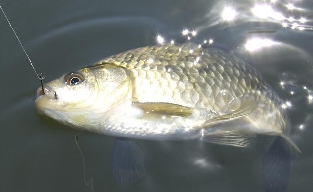 夏季鲫鱼上浮的原因:这个天气鲫鱼浮到水面,其实一点也不奇怪,因为