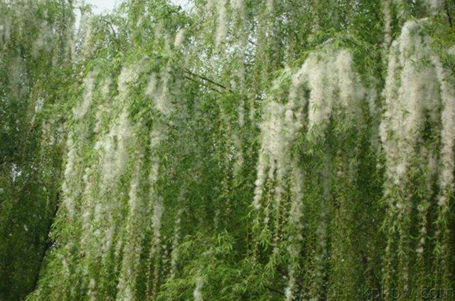 闹心全城杨絮柳絮满天飞过敏疾病猛增这些误区要知道