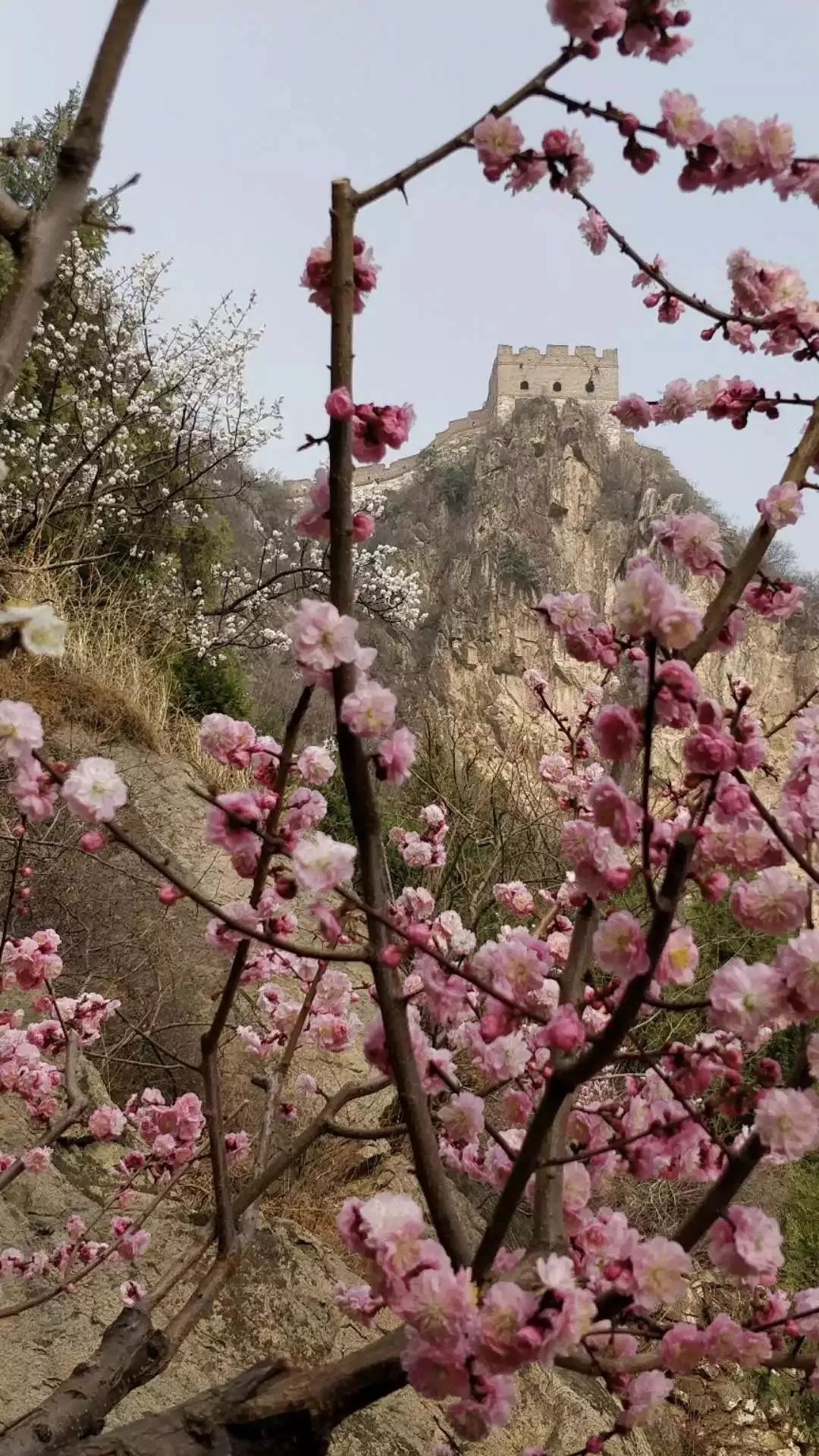 【"梅"飞色舞 花香四溢】响水湖长城梅花惊艳亮相世园会