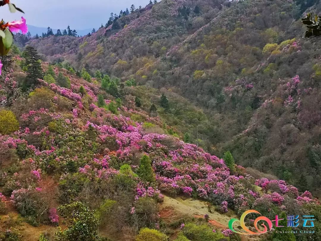 兰坪最美的季节到了"青岩山"万亩原生态杜鹃花海等你来