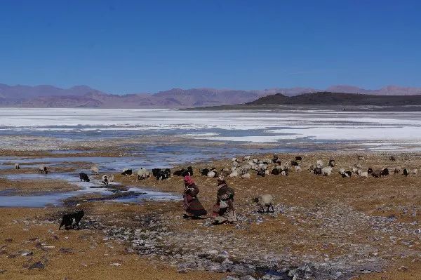 仲巴县盛产霍尔巴羊.图为扎布耶盐湖边的牧人和羊群.