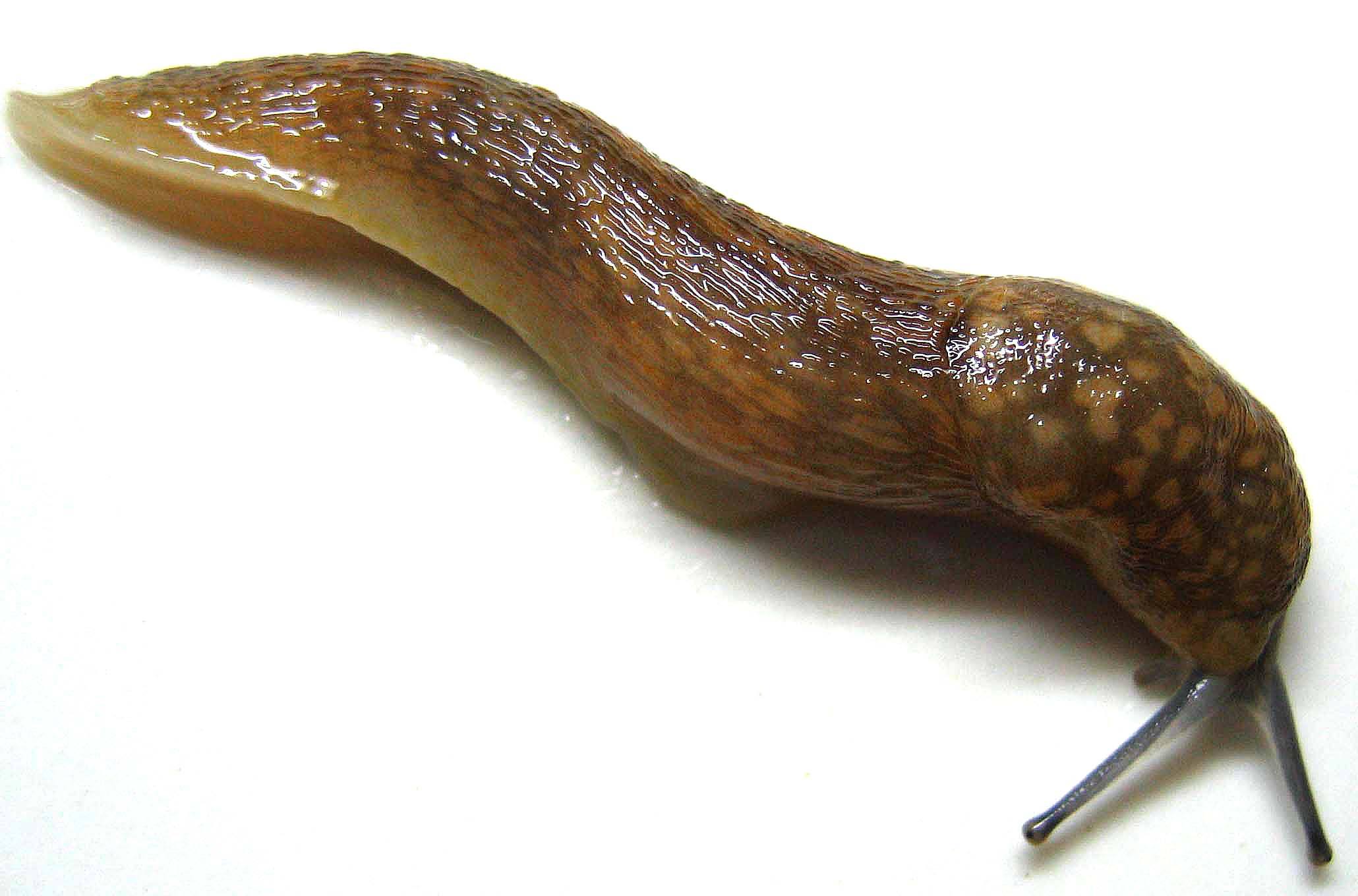 像蜗牛却没有房子农村里常有城市里常提到鼻涕虫会流鼻涕吗