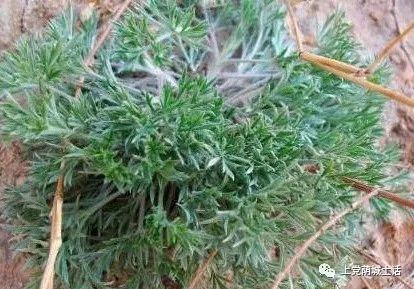 灰蒿真是个好东西