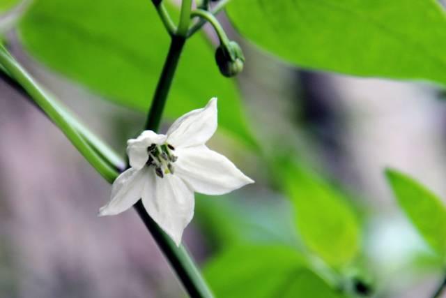 蔬菜開花原來這麼美這些花你都見過麼