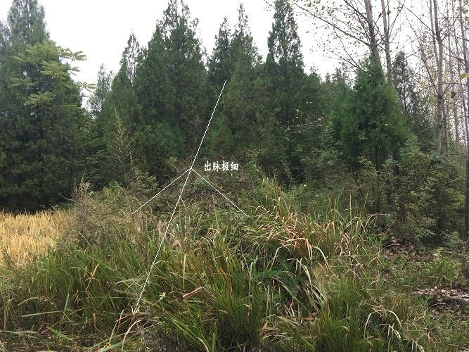 中國風水大富貴風水寶地登壇拜將龍王君植大師實戰尋龍點穴陰宅墳墓