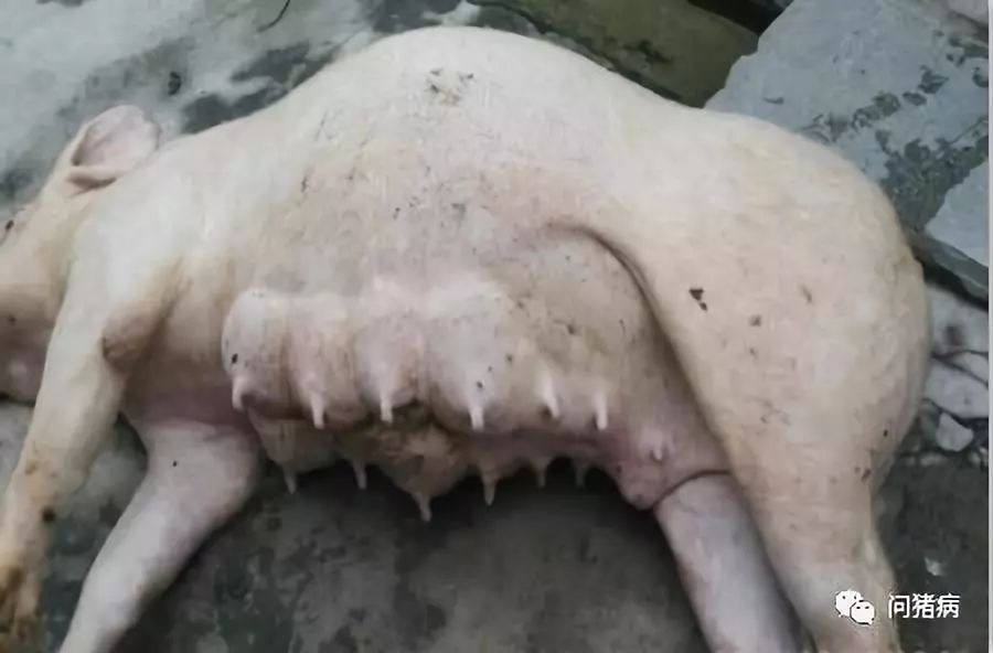 猪胀气死亡都是它惹的祸