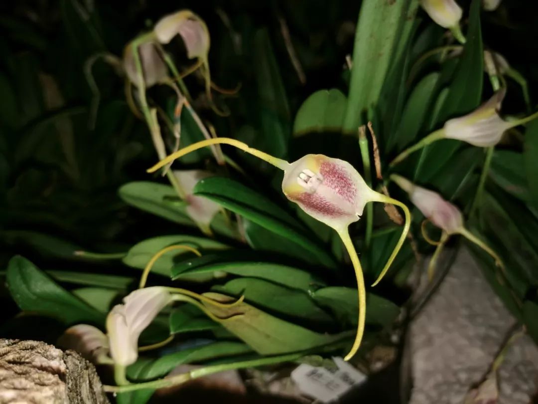 古灵精怪的尾萼兰