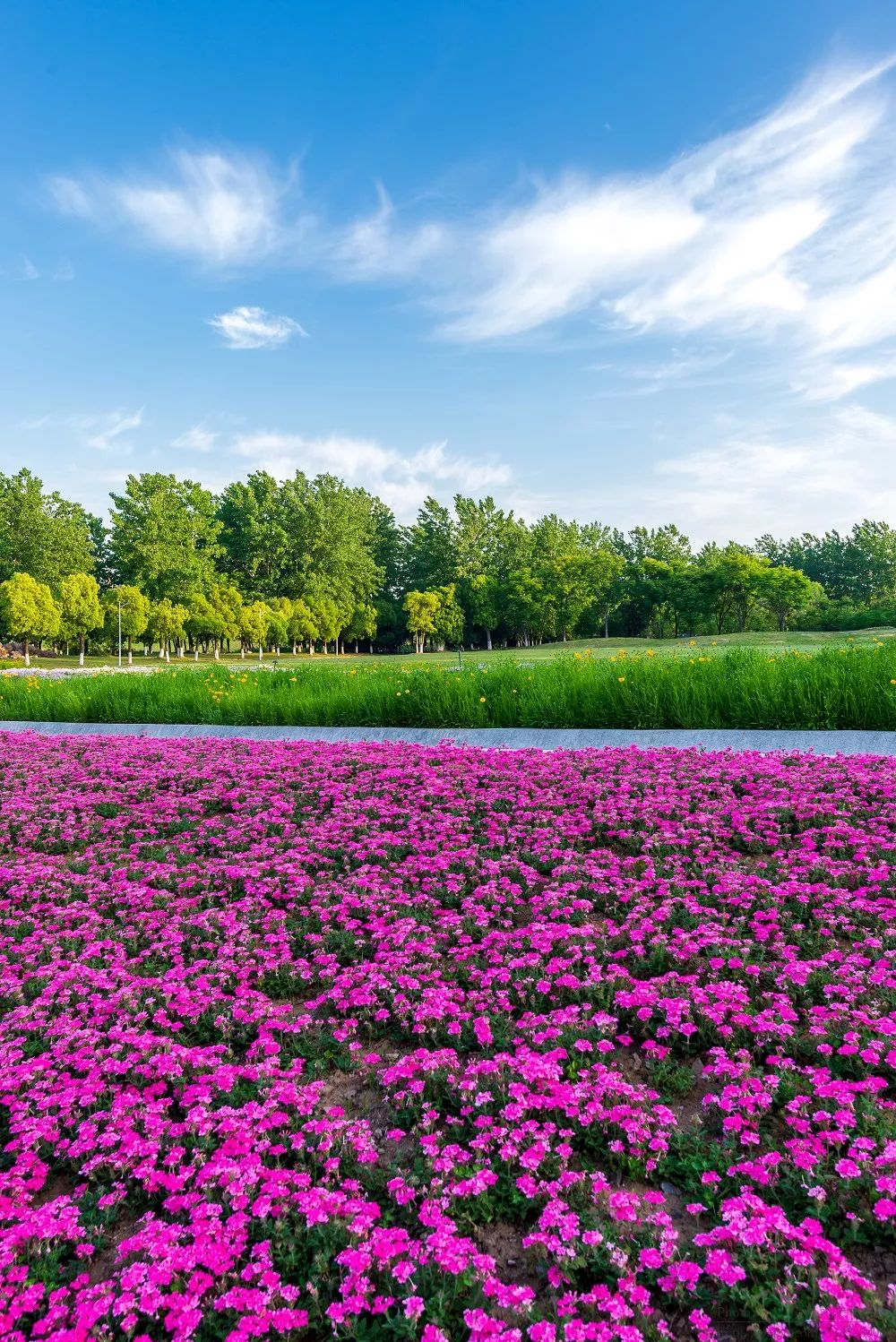夏花灿烂左岸花海