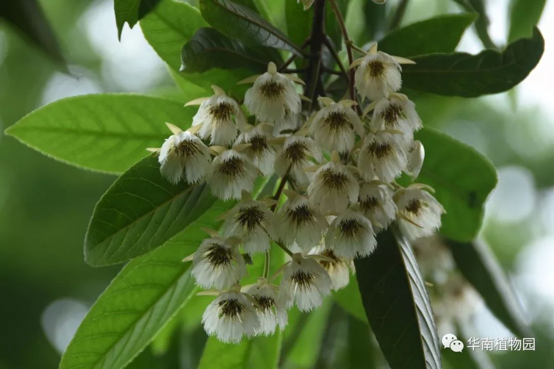 五月至,夏花开_银珠