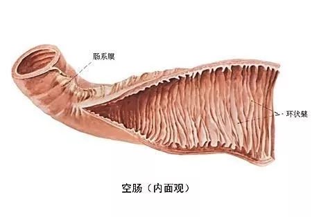 胃部结构图膀胱解剖图注解肾脏内部解剖图人体内脏平面解剖图内脏平面