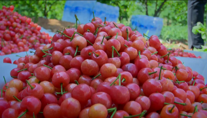威宁龙街樱桃熟了我在这里等待与你的邂逅