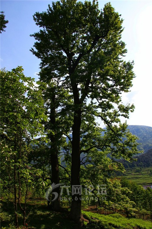 金寨县 长岭乡图片