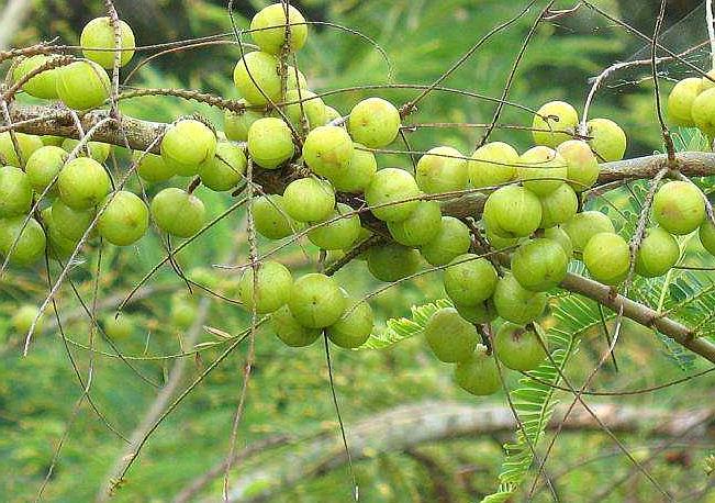 果膠,生物鹼,餘甘子酸以及其他普通水果不具有的超氧化歧化酶(sod)等