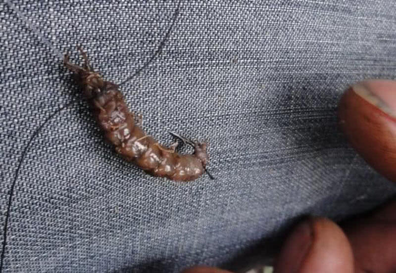 它不是蝼蛄(土狗子),蝼蛄有1对强有力的前爪,力量是往两边分,生活在