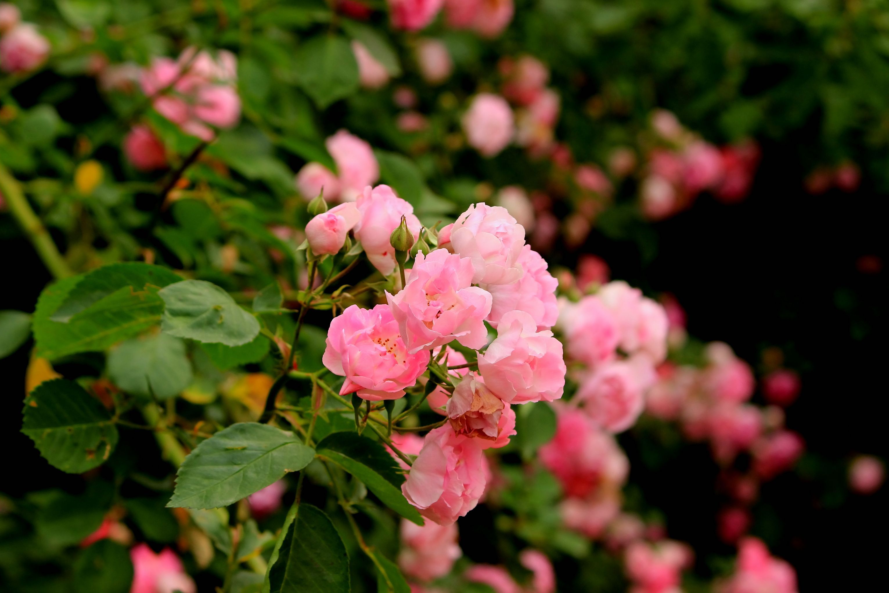 花朵采立夏时节万物繁茂莫负好时光