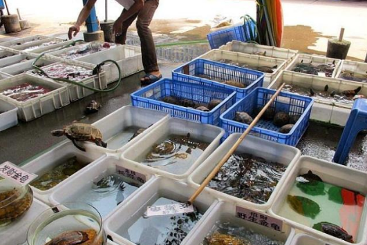 广州花地湾花鸟鱼虫市场地标是不会消失的