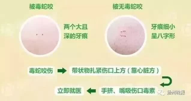 毒蛇牙印和无毒蛇牙印图片