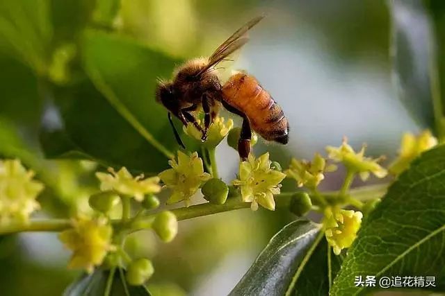 小蜜蜂为什么那么勤劳真的是心甘情愿吗