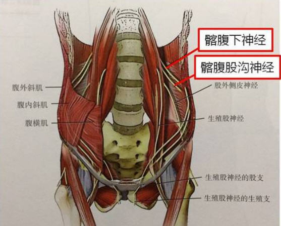 超聲引導下髂腹股溝神經阻滯治療會陰痛原創