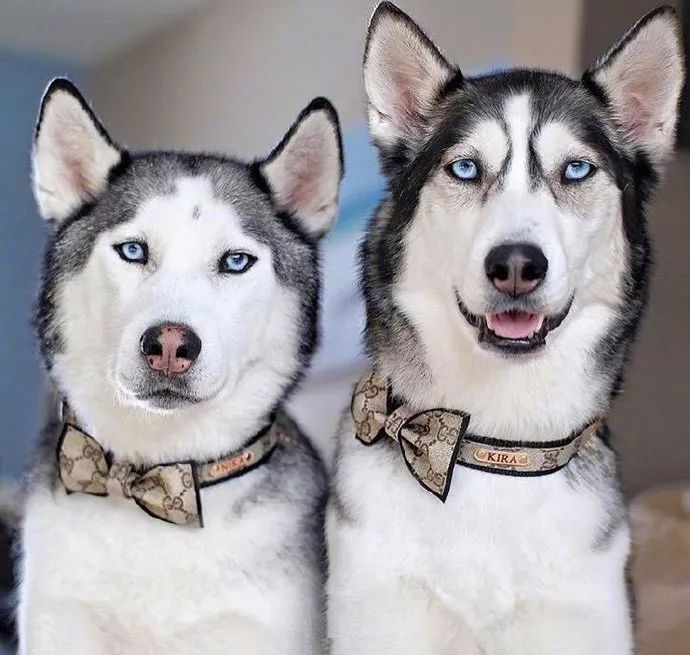 谁说狗子都是塑料姐妹情,我们的关系好着呢!