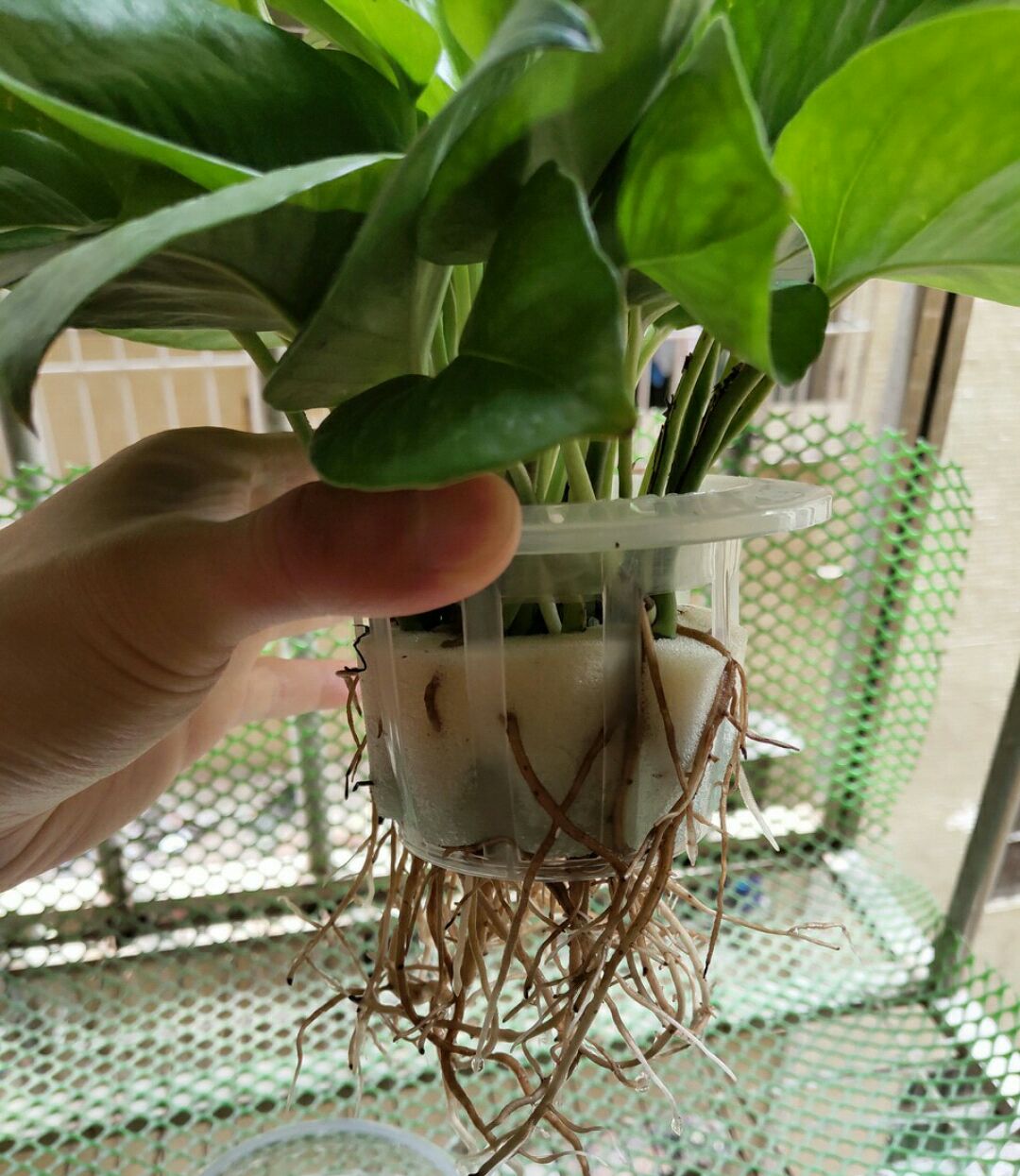 虎皮兰水培和土培哪个生根快水培快绿萝盆栽水养技巧