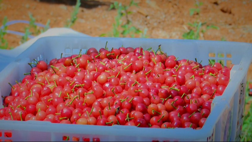 威宁龙街樱桃熟了我在这里等待与你的邂逅