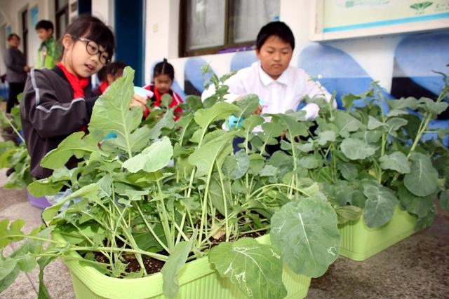 原创苏州市平江实验学校学生种盆栽作物 享受劳动乐趣