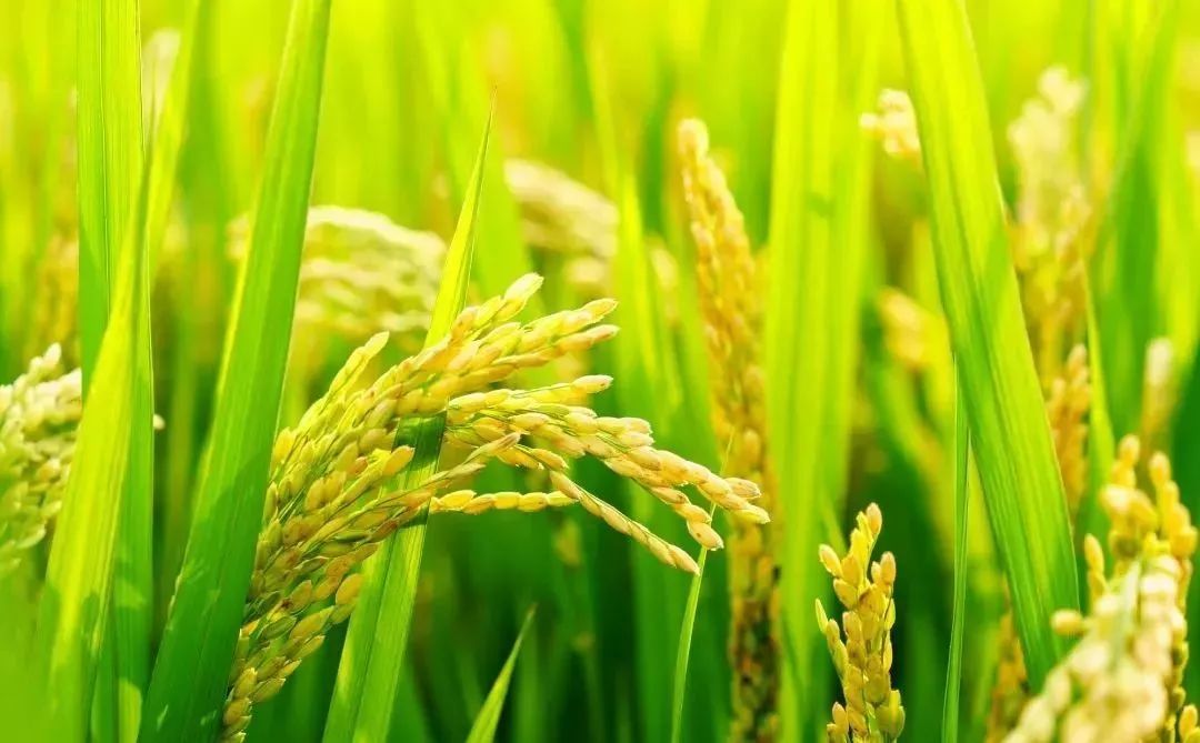 几种水稻田常见农药药害的症状与补救措施