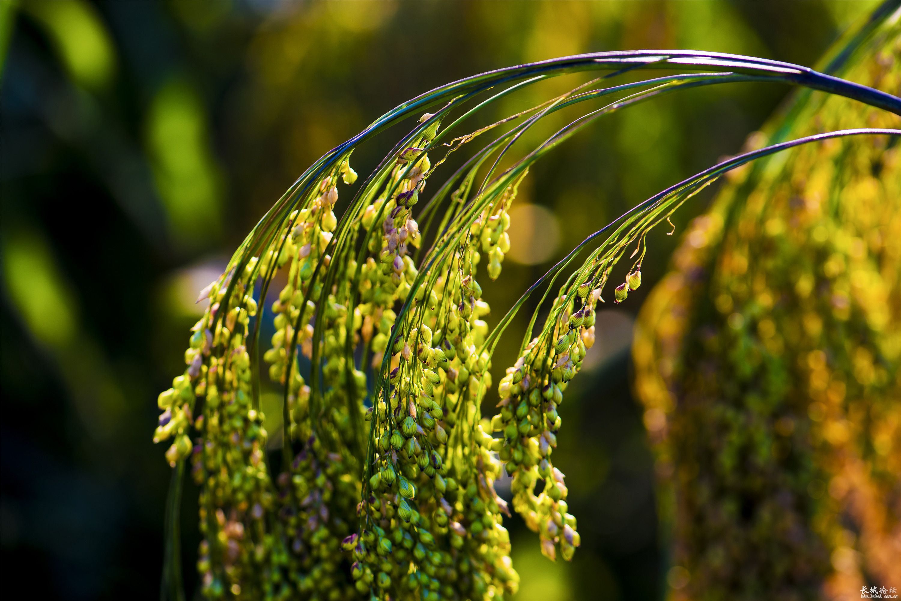 中国7000年前就种植水稻.约7000年前美洲就开始在种植玉米.