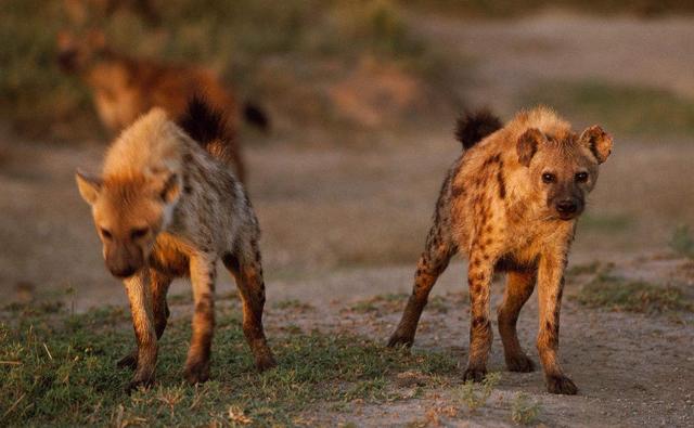 几条鬣狗才可以和老虎抗衡吗必须四条
