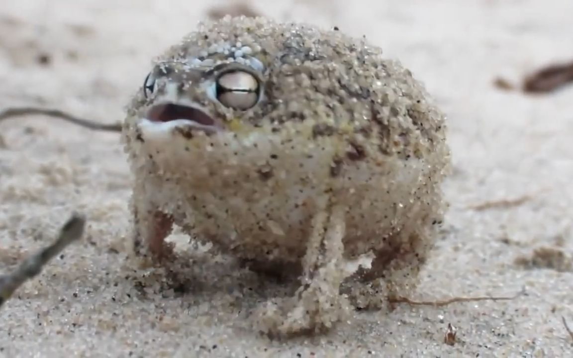 就这姿色,呆萌已经形容不了它们了