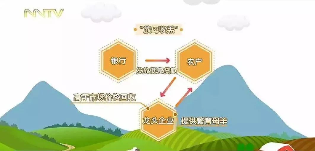 放母收羔新型农企利益联结模式,不但让农民养殖无忧,还让附近农民的农