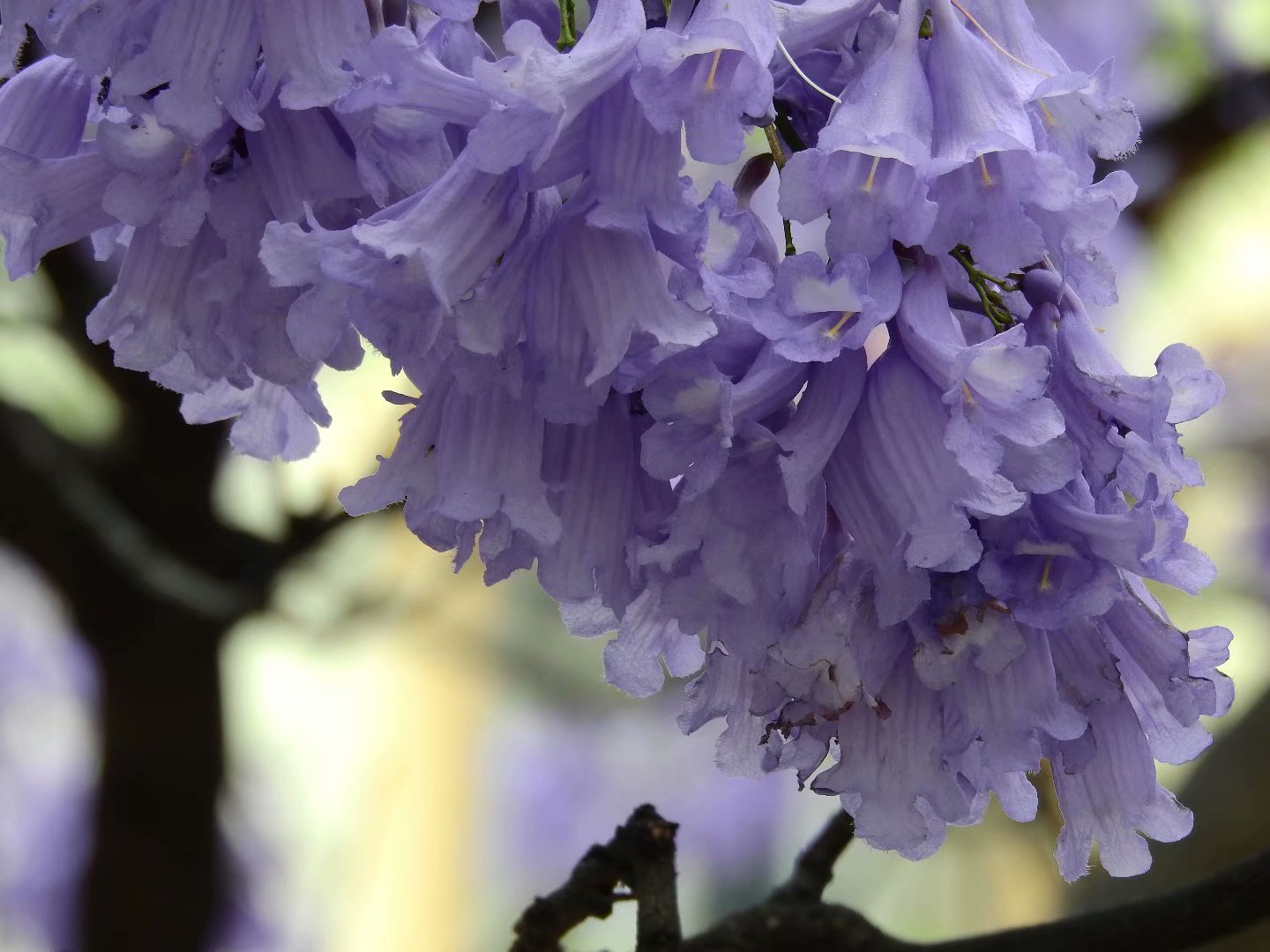昆明骑行五一的蓝楹花做伴这条亦骑亦花的路线你认识吗