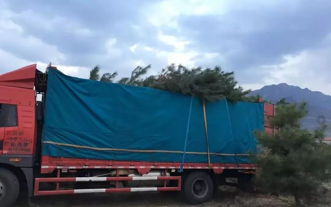 请善待你的苗木供应商