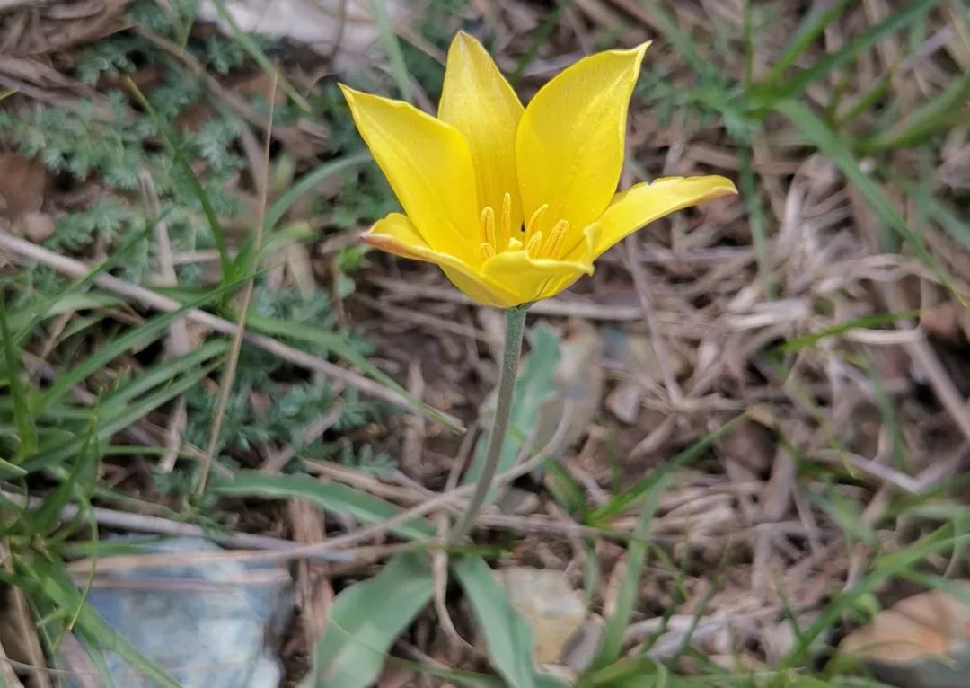 老娃蒜有一个朴素憨厚的名字,但它的花朵却有精巧别致的美,看见它的