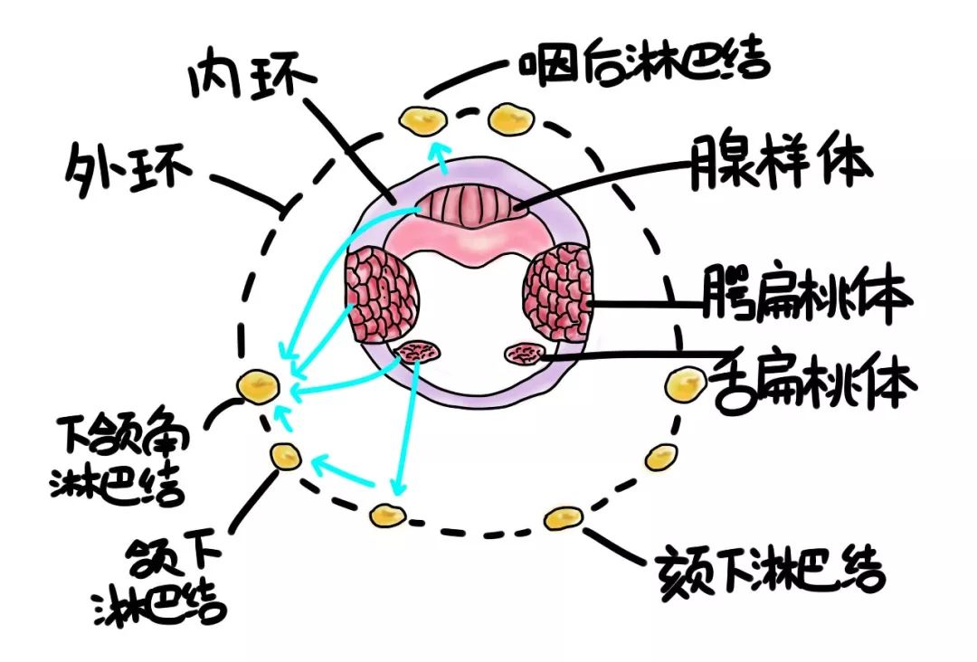 abo腺体是什么部位图片