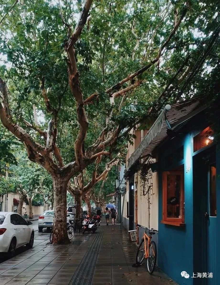 上海梧桐树街道图片