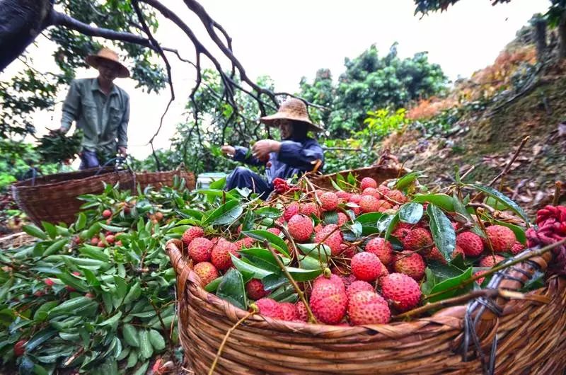 贵港新上市荔枝每斤30元网友李果我还没吃得起荔枝又来了