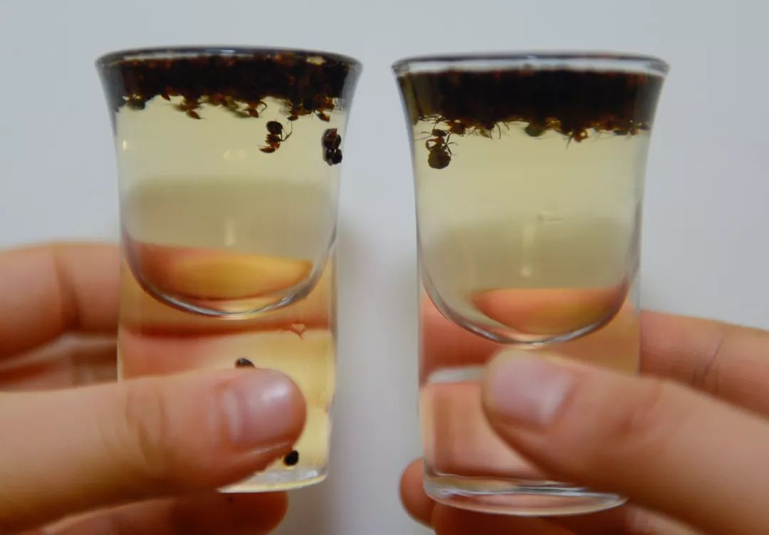 蚂蚁泡酒